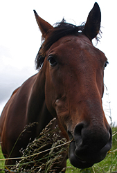 live horse racing & equestrian sports